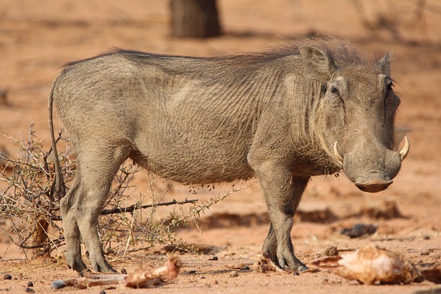 나미비아 여행 가기전 필수 확인정보 모음