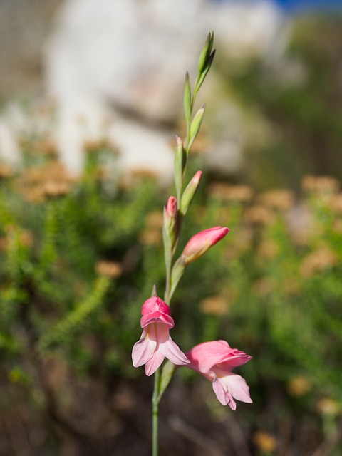 남아공 케이프타운 여행 가기전 필수 확인정보 알아보기